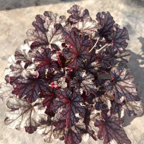 Heuchère 'Blackberry jam'