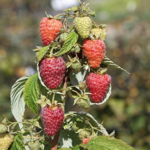 framboisier Abundance spineless framboisier Abundance spineless