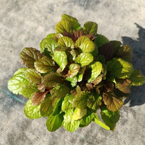 Ajuga Caramel