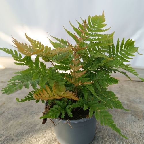 Fougère Dryopteris erythrosora